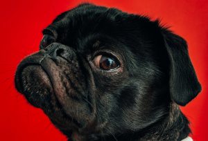Artikel: Der König der Tiere
